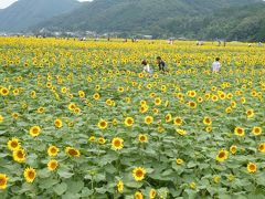 野球場の南側まで歩いて行った先に広がっていたひまわり畑。見事に咲き出していてる所にちょうど薄日も射して、ぱっと晴れやかな気分に。