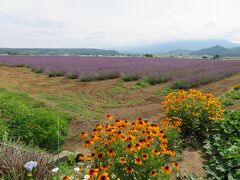 ファーム富田に、ラベンダーイーストなる場所があると知り、行ってみました。