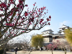松山城をパシャっと!
梅の季節ですね。