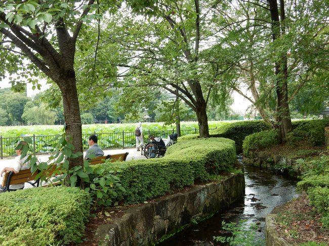 ハスの花咲く 上野不忍池 さんぽ 」2020』上野・御徒町(東京)の