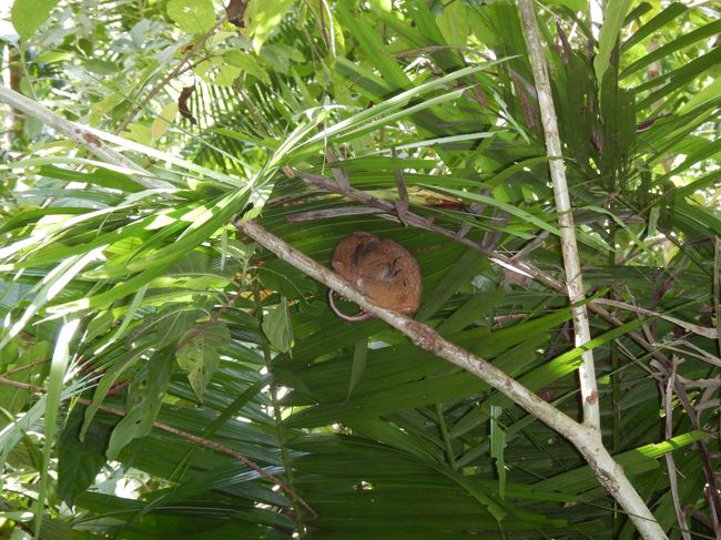 ターシャとは？