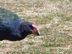 3度目のnzは北島 車なし母娘旅 鳥の楽園ティリティリマタンギ島 オークランド ニュージーランド の旅行記 ブログ By 晴れのちクマさん フォートラベル