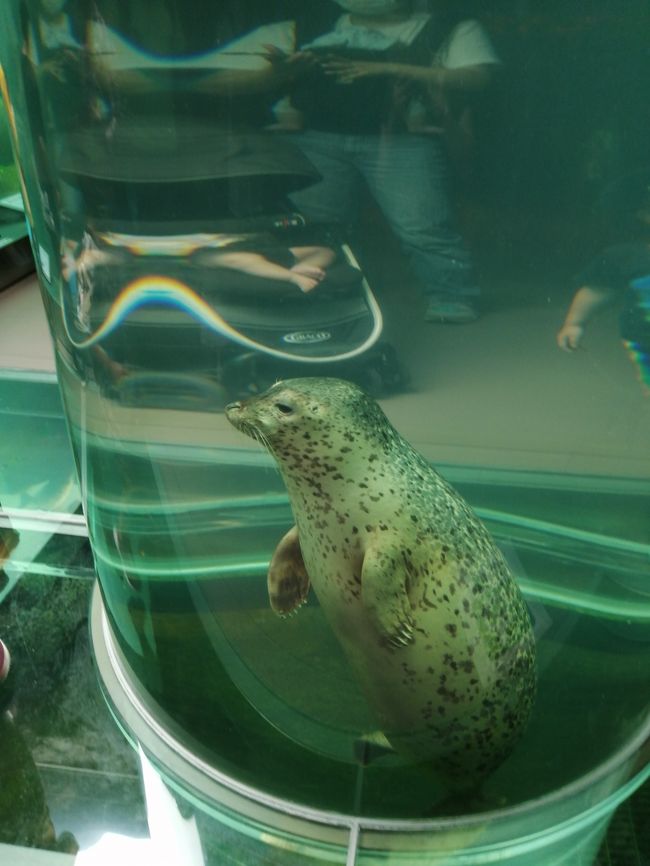 ２０ 夏の北海道旅行１７ 旭山動物園 あざらし館 ほっきょくぐま館 再訪問 旭川 北海道 の旅行記 ブログ By たーさん フォートラベル