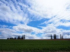 ＜マイルドセブンの丘＞
Ｔｈｅ　北海道！
でも、木の数少なくない？？？