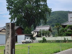 沢山の枝を広げた大銀杏。
葉の上に銀杏の実がなる樹齢200年の
天然記念物だそうです。