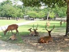 奈良公園に来ましたが４０年ぶりです…、

鹿は北海道で野生のエゾ鹿をよく見掛けるので珍しくはないですが、こちらは体長が小ぶりです。