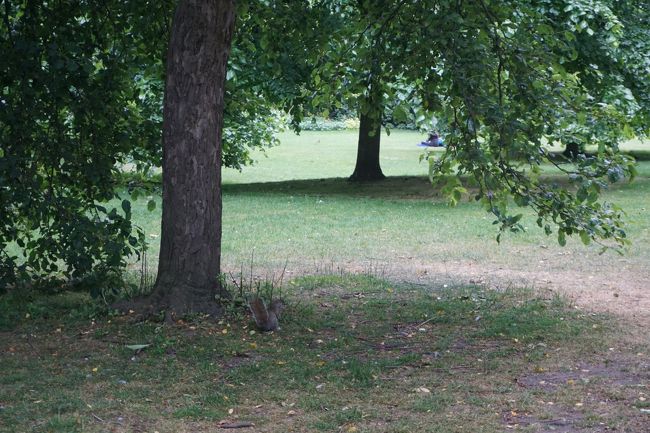 セント・ジェームス・パークでリス！<br /><br />勝手にかわいいイメージがあったけど、<br />けっこう狂暴そうでした。^^：<br /><br />一度ホテルへ戻り、着替え、