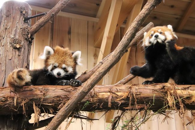 車デビューの伊豆のレッサーパンダ遠征 4 伊豆シャボテン動物公園 1 レッサーパンダ4頭とアカハナグマの三つ子の赤ちゃんにメロメロ 伊豆高原 静岡県 の旅行記 ブログ By まみさん フォートラベル 車デビューの伊豆のレッサーパンダ遠征 4 伊豆シャボテン動物公園 1 レッサーパンダ4頭とアカハナグマの三つ子の赤ちゃんにメロメロ 伊豆高原 静岡県 の旅行記 ブログ By まみさん フォートラベル