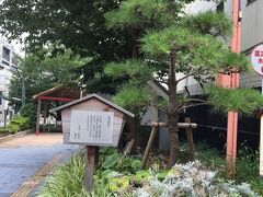 品海公園という公園の中を通ってみました。
細長い公園で、松の木がありました。