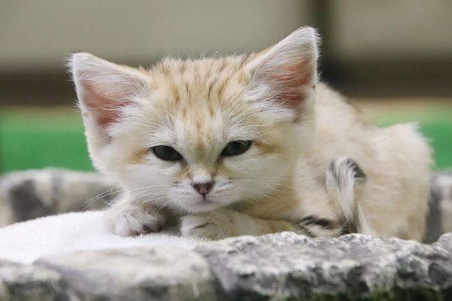 車デビューの福島と栃木レッサーパンダ遠征 ５ 那須どうぶつ王国 アジアの森と保全の森 レッサーパンダは栄作与作 Hello スナネコbaby 那須 栃木県 の旅行記 ブログ By まみさん フォートラベル