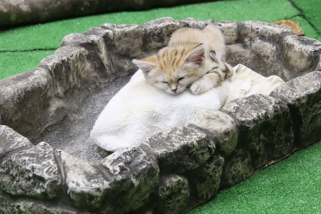 車デビューの福島と栃木レッサーパンダ遠征 ５ 那須どうぶつ王国 アジアの森と保全の森 レッサーパンダは栄作与作 Hello スナネコbaby 那須 栃木県 の旅行記 ブログ By まみさん フォートラベル