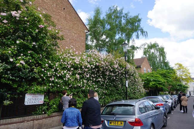 バラがこんな高さまで！