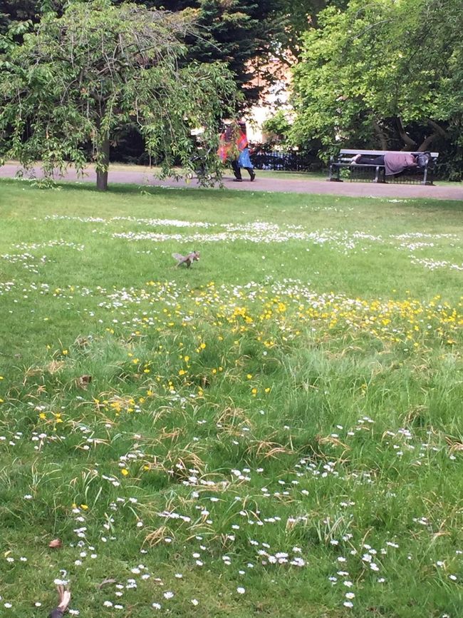 ハイド・パークにもリスが。<br />何か咥えてる。^^