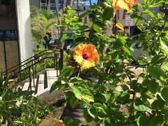 カラカウア通り、咲きほこってた鮮やかなオレンジ色のハイビスカス。