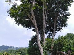 木陰で休むと涼しい風を感じます。