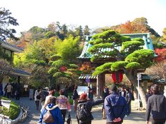 最初に訪れたのは江ノ島電鉄の長谷駅から徒歩3分程の長谷寺。
奈良時代に建立され、今では紫陽花や紅葉の人気スポットですね。
大きな赤提灯が特徴の山門が見えて来ました、手前の立派な松の木は「門かぶりの松」です。