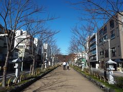 鶴岡八幡宮への参道です。
２月なので枯れ木です。