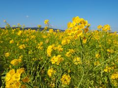 鴨川にある菜の花畑へ。