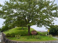 さくら館の横のなだらかな坂を上って行きます。結構、朝から多くの方々が来られているようです。春の時期であれば、桜がきれいに咲いているのでしょうが、今は夏の真っ盛りでセミがこれでもかというぐらい、啼いています。