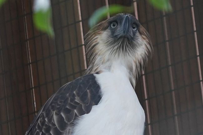 動物ずくめのシンガポールひとり旅 28 バードパーク 希少な鷲の