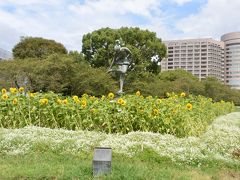 鶴舞公園は季節ごとに様々な花を楽しめるようです。

訪問時は向日葵が咲いていました。
