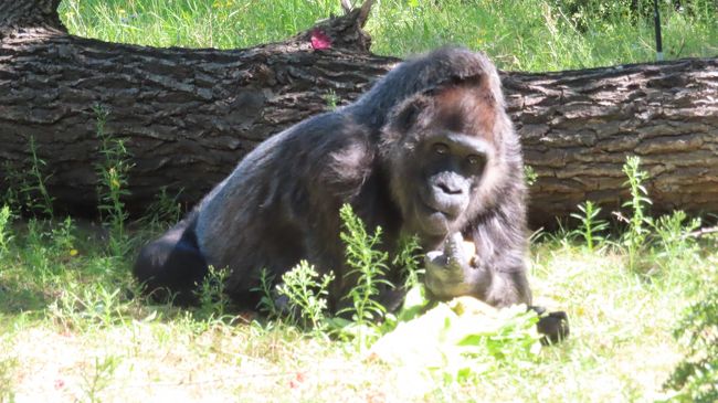 やっと双子のパンダの赤ちゃんと対面 ブルジョワな朝食も楽しんだベルリン ベルリン ドイツ の旅行記 ブログ By Noelさん フォートラベル やっと双子のパンダの赤ちゃんと対面 ブルジョワな朝食も楽しんだベルリン ベルリン ドイツ の旅行記 ブログ By Noelさん フォートラベル