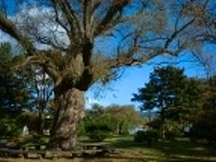 秋田犬会館の向かいにあるのが桂城公園。かつての大館城だったらしいけど、土塁と堀を残す以外は面影もなく、今や市民の憩いの場となってました。