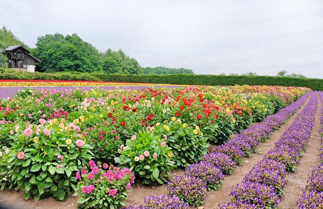Love 北海道 トマム 小樽 富良野 めぐり旅 3 花の絨毯や青い池など富良野 美瑛を満喫 富良野 北海道 の旅行記 ブログ By Akikoさん フォートラベル Love 北海道 トマム 小樽 富良野 めぐり旅 3 花の絨毯や青い池など富良野 美瑛を満喫 富良野 北海道 の旅行記 ブログ By Akikoさん フォートラベル