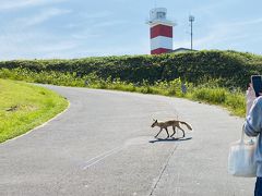 うに丼の後は宗谷岬へ。
ノシャップ岬からは車で1時間くらいでしょうか。
キツネが歩いています。