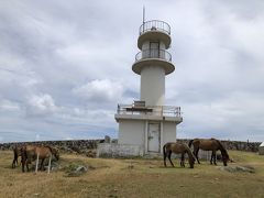 まずは東崎へ

灯台の周りに与那国馬が放牧されています。