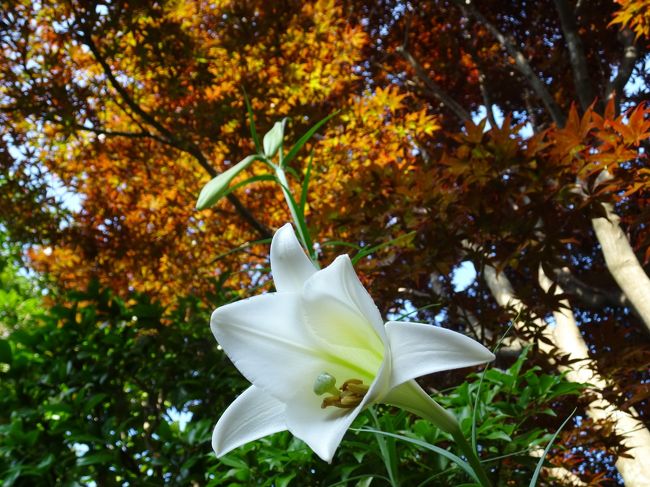 馬場花木園 ユリの花 13種 14種 横浜 神奈川県 の旅行記 ブログ By Takeおじさん フォートラベル