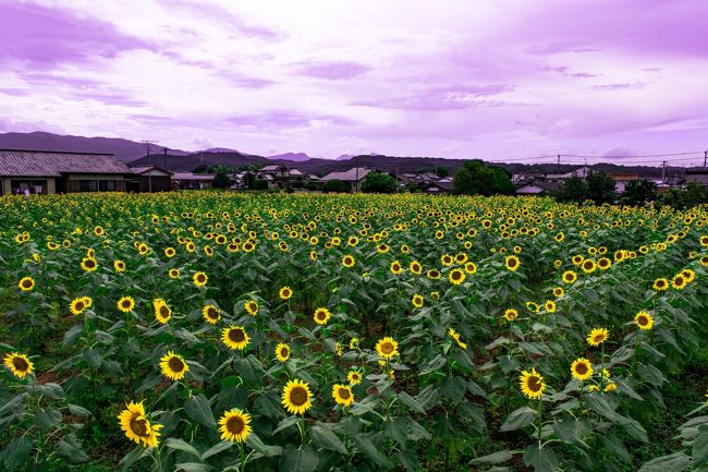 三光佐知のひまわり』耶馬溪・中津・玖珠(大分県)の旅行記・ブログ by