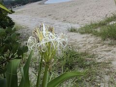 夕食後、海岸を散歩。浜木綿の花が砂浜に映えます。