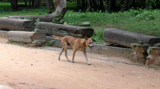 ３６＜犬の見送り？＞<br />帰り道、ふと横を見ると犬がトコトコと同じ方向に向かい歩いていた。<br />見送り？それとも、ただエサが欲しいだけ？・・・後者だな。