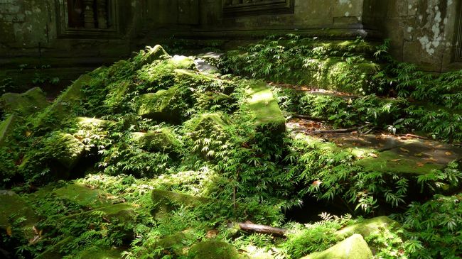 ２０＜美しい苔＞<br />境内のあちこちに苔が生えている。<br />雨に濡れた緑がまぶしい。<br /><br />※画面をクリックして、拡大してみてください。