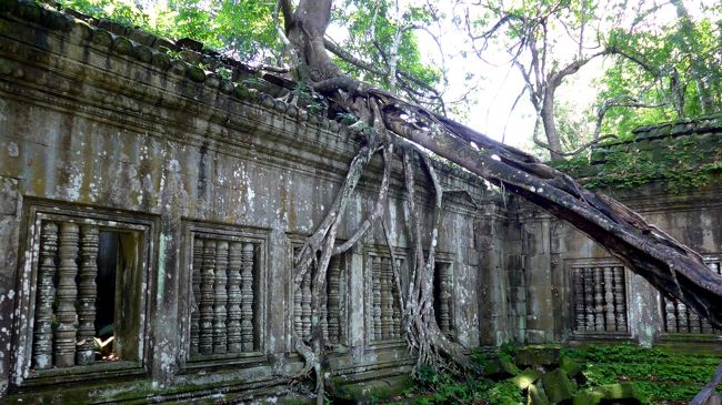 ２４＜自然ってすごい＞<br />この木は、台風か何かで倒れたのだろう。<br />しかし、枯れずに幹の途中から根（枝）を出し、遺跡を土台として幹を上に伸ばしている。自然ってすごい。