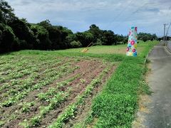 少しだけ伸びているひまわり
今年のひまわりフェスタは8月22日～9月13日の予定ですが
新型コロナウィルスの感染拡大及び予防対策の為休止や変更があると案内されています
あるとしても現在の生育状況からは開催は遅れるのではないかといった状況でした