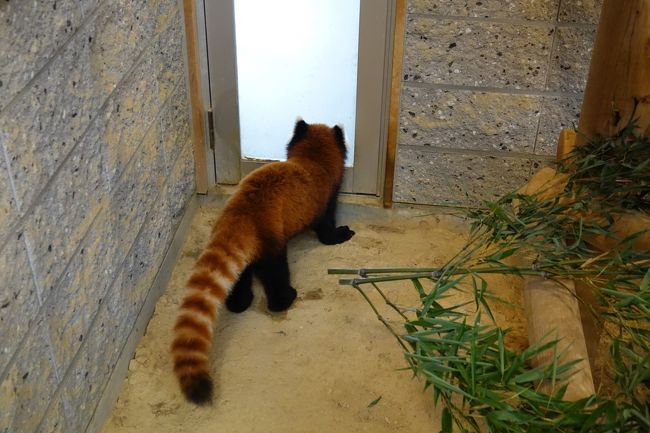 むーたん様専用猫のハンモック 50×45㎝ （動物／動物園と水族館
