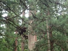 羽黒山の爺スギ