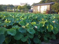 不忍池の蓮。夕方なのでお花はあっても蕾。