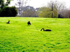 動物園はAucklandの郊外にあり、バスを降りて、道を渡ると、動物園の前には公園が広がっており、そこにも鳥がいます。