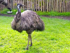 開園とともに入園しました。
ほとんどは家族連れです。
動物園でのお目当ては国鳥キウィですが、まずは同じオセアニアのオーストラリアの鳥であるエミューに出迎えられました。