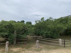 で、こちらが仁和寺といえば！の御室桜。
桜にしては背が低いのが最大の特徴。
桜の背が低い理由は、皇子皇孫の方がいらっしゃるからそれより高くなってはいけない…というので仁和寺の桜は背が低い…と言われているらしいけど近年の研究で土壌の性質のせいだと判明したとか。
土壌が粘土質で根がなかなか伸びないので高い木にならないらしい。
ちなみに御室桜はこの区画にしかなく、ほかの場所に植えても育たないらしい。
このすぐ横の土壌も大して変わらない区画に植樹しても育たなかったんだとか。
まだまだ不思議がいっぱいの御室桜。