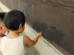 ウサギさん達！
地面の草を必死にあげる食べすぎガール


そうだ、動物園に行きたいって言ってたんだもんね
牛だけじゃつまらなかったもんね