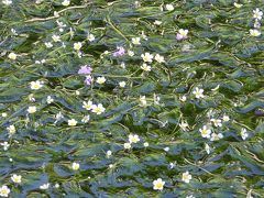 梅花藻咲く地蔵川