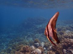 ツバメウオが浅瀬で会える