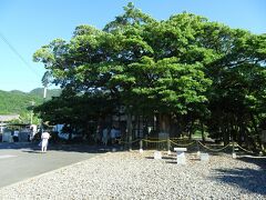 駅前には駅舎を覆うほどの大きなタブノキがありました