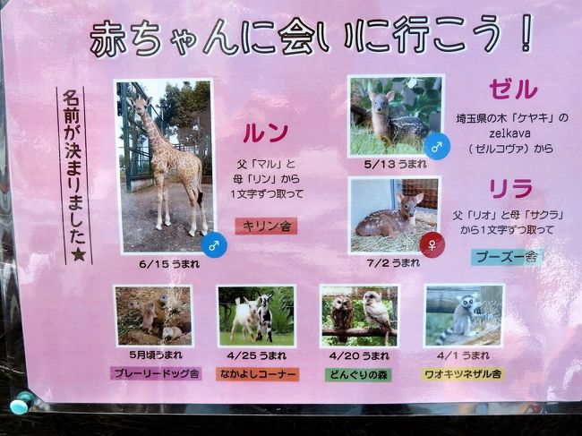 クオッカに会えなくても埼玉こども動物自然公園 前編 ニホンカモシカの赤ちゃんまじ妖精 成長しているコアラやキリンやウサギやヤギの子供たち他 東松山 埼玉県 の旅行記 ブログ By まみさん フォートラベル クオッカに会えなくても埼玉こども動物自然公園 前編 ニホンカモシカの赤ちゃんまじ妖精 成長しているコアラやキリンやウサギやヤギの子供たち他 東松山 埼玉県 の旅行記 ブログ By まみさん フォートラベル