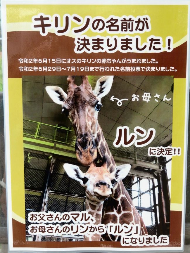 クオッカに会えなくても埼玉こども動物自然公園 前編 ニホンカモシカの赤ちゃんまじ妖精 成長しているコアラやキリンやウサギやヤギの子供たち他 東松山 埼玉県 の旅行記 ブログ By まみさん フォートラベル