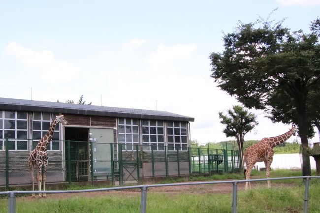 クオッカに会えなくても埼玉こども動物自然公園 前編 ニホンカモシカの赤ちゃんまじ妖精 成長しているコアラやキリンやウサギやヤギの子供たち他 東松山 埼玉県 の旅行記 ブログ By まみさん フォートラベル